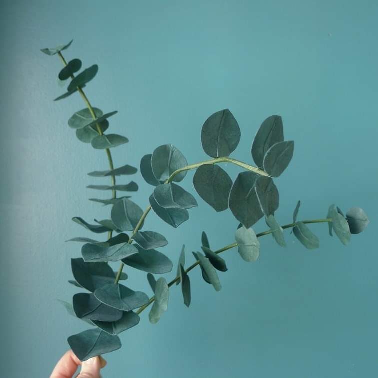 photo 3 eucalyptus vert foret